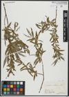 Foto von Salix alba subsp. alba L.